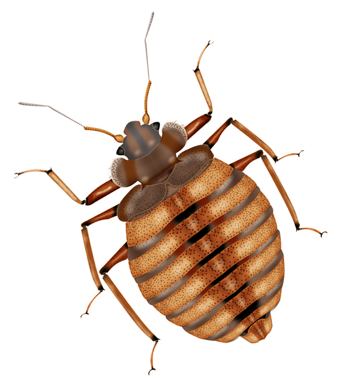 dubai pest control services